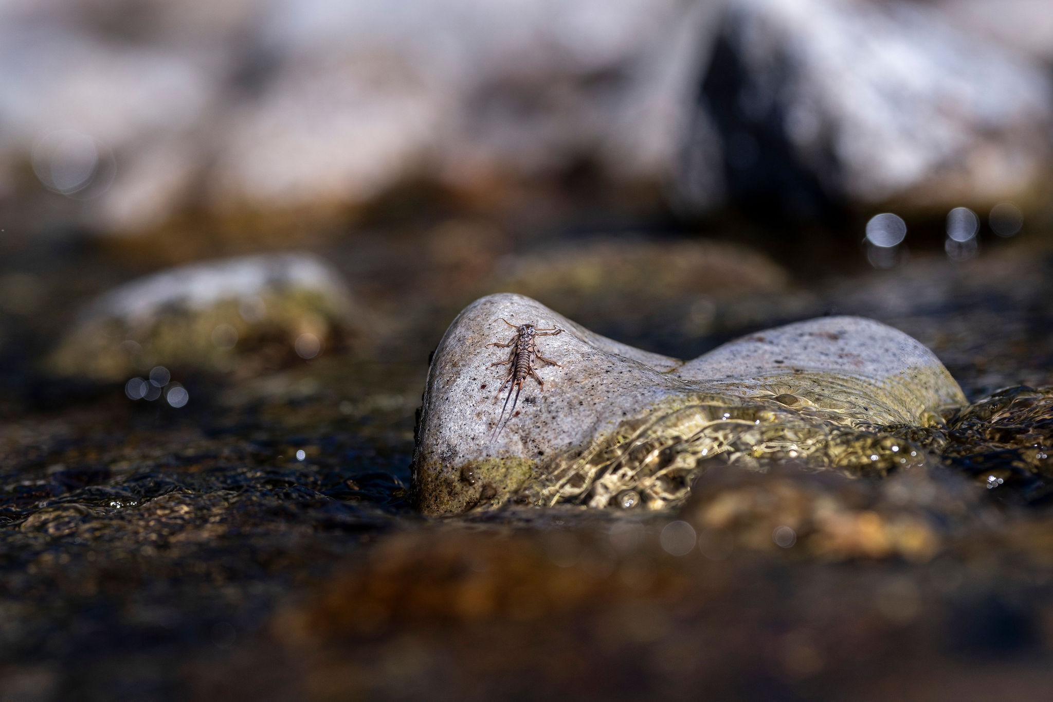 Stonefly nymph on a river rock